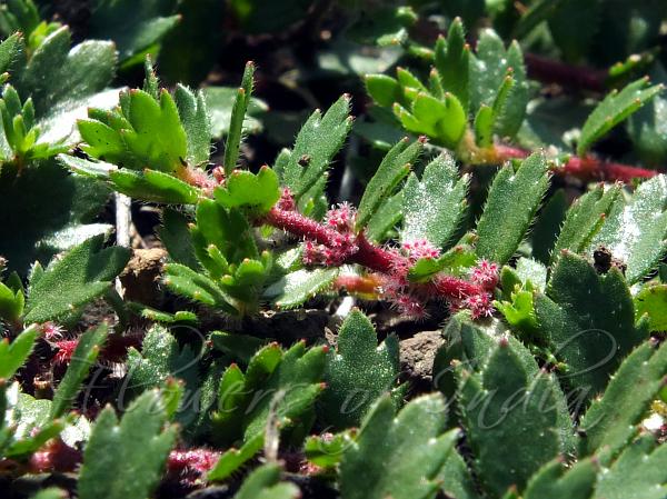 Scarlet Laurembergia